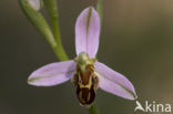 Bijenorchis (Ophrys apifera)