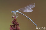 Blauwe breedscheenjuffer (Platycnemis pennipes)