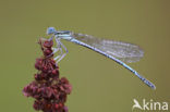 Blauwe breedscheenjuffer (Platycnemis pennipes)