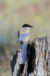 Blauwe Ekster (Cyanopica cyanus)