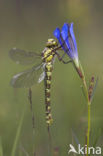 Blauwe glazenmaker (Aeshna cyanea)