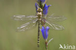Blauwe glazenmaker (Aeshna cyanea)