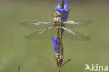 Blauwe glazenmaker (Aeshna cyanea)