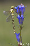 Blauwe glazenmaker (Aeshna cyanea)