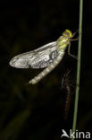 Blauwe glazenmaker (Aeshna cyanea)