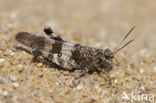 Blue-winged grasshopper (Oedipoda caerulescens)