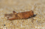 Blue-winged grasshopper (Oedipoda caerulescens)