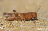 Blue-winged grasshopper (Oedipoda caerulescens)