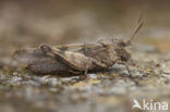 Blauwvleugelsprinkhaan (Oedipoda caerulescens) 