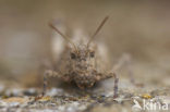 Blue-winged grasshopper (Oedipoda caerulescens)