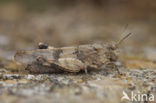 Blauwvleugelsprinkhaan (Oedipoda caerulescens) 