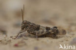 Blue-winged grasshopper (Oedipoda caerulescens)