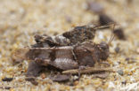 Blue-winged grasshopper (Oedipoda caerulescens)