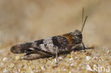 Blue-winged grasshopper (Oedipoda caerulescens)