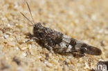 Blue-winged grasshopper (Oedipoda caerulescens)