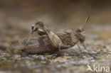 Blauwvleugelsprinkhaan (Oedipoda caerulescens) 