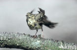 Tree Pipit (Anthus trivialis)