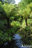 Boomvaren (Cyathea spec.)