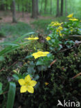 Boswederik (Lysimachia nemorum)