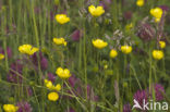 Boterbloem (Ranunculus)