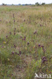 Brede tongorchis (Serapias cordigera)
