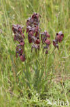 Brede tongorchis (Serapias cordigera)