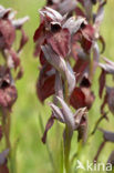 Brede tongorchis (Serapias cordigera)