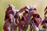 Brede tongorchis (Serapias cordigera)