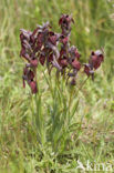 Brede tongorchis (Serapias cordigera)