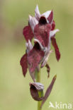 Heart-Flowered Orchid (Serapias cordigera)