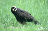 Bruine Kiekendief (Circus aeruginosus)