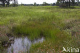 Brown Beak-sedge (Rhynchospora fusca)