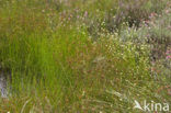 Brown Beak-sedge (Rhynchospora fusca)