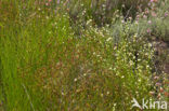 Brown Beak-sedge (Rhynchospora fusca)