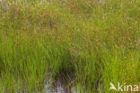 Brown Beak-sedge (Rhynchospora fusca)