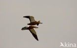 Ruddy Shelduck (Tadorna ferruginea)