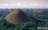 Chocolate Hills