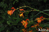 Crocosmia spec.