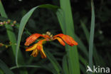 Crocosmia spec.