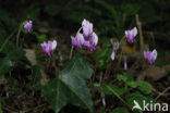 Cyclamen europaeum