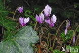 Cyclamen europaeum