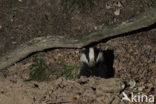 Badger (Meles meles)