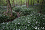 Ramsons (Allium ursinum)