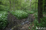 Daslook (Allium ursinum)