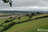 Devon