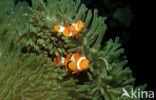 anemonefish