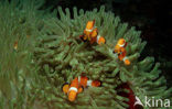 anemonefish