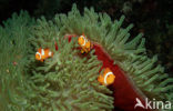 anemonefish