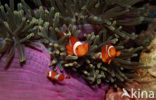 anemonefish