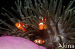 Drieband anemoonvis